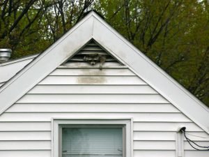 A raccoon near a rooftop representing wildlife entry risks for Richmond rental attics